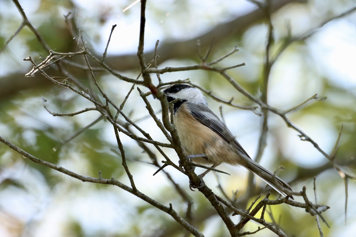 Black-capped Chickadee - ML609568212
