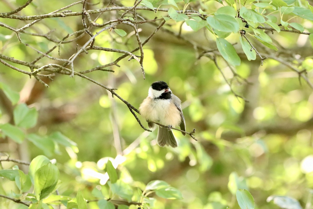 Black-capped Chickadee - ML609568213