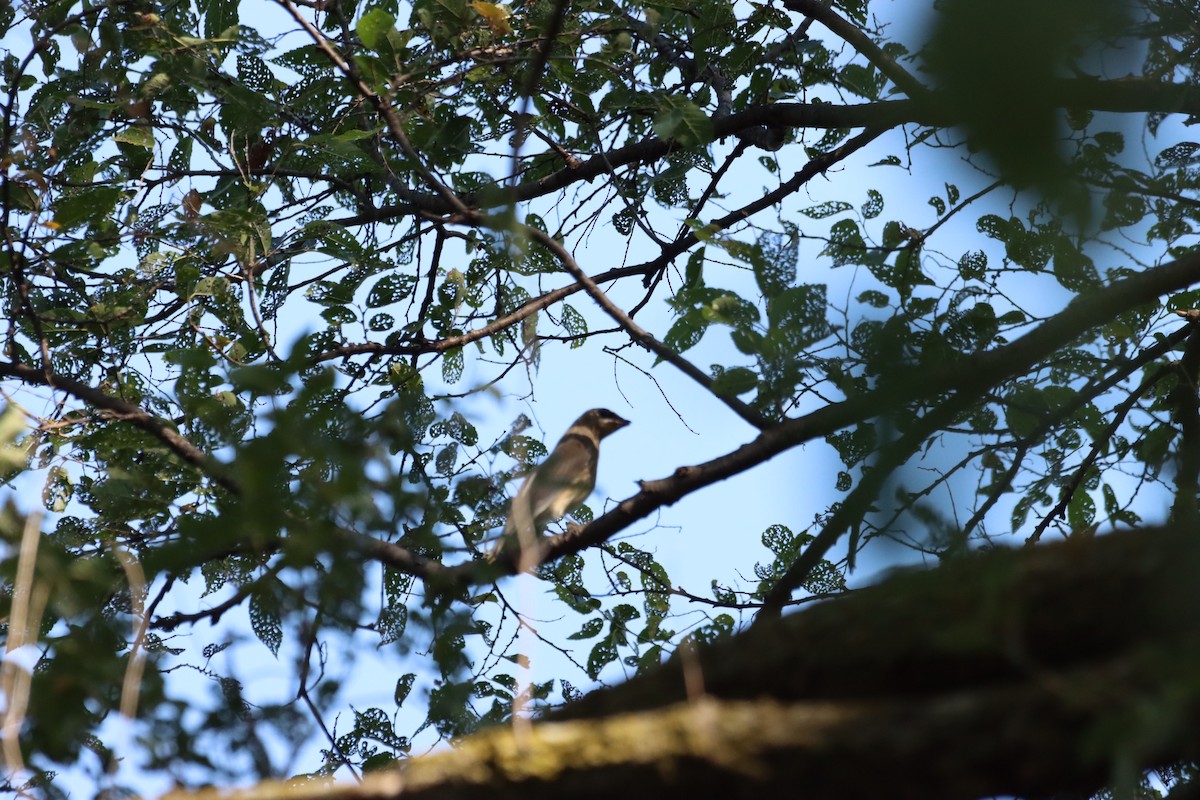 Cedar Waxwing - ML609568224