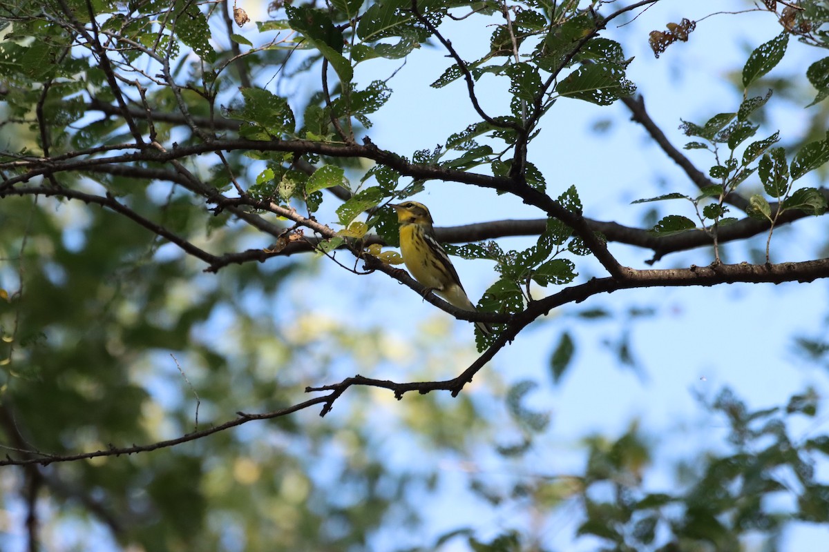 Blackburnian Warbler - ML609568240