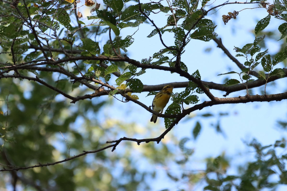 Blackburnian Warbler - ML609568241