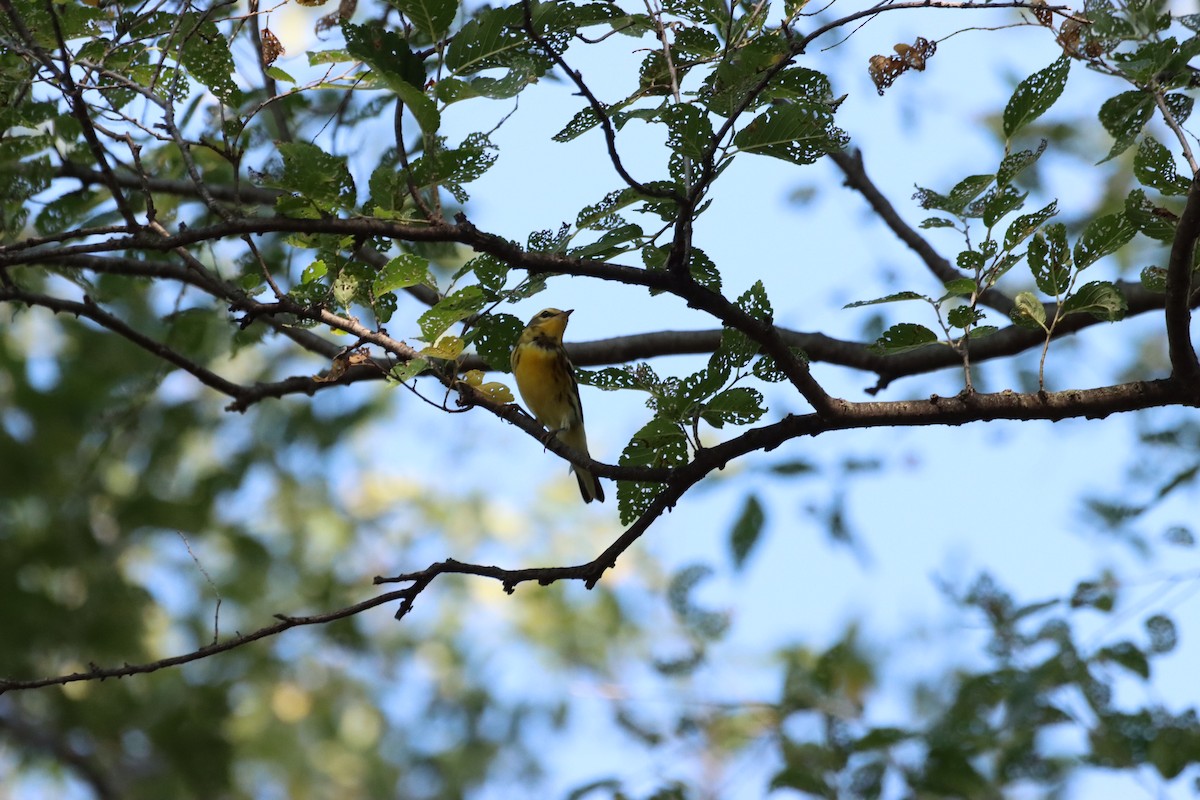 Blackburnian Warbler - ML609568242