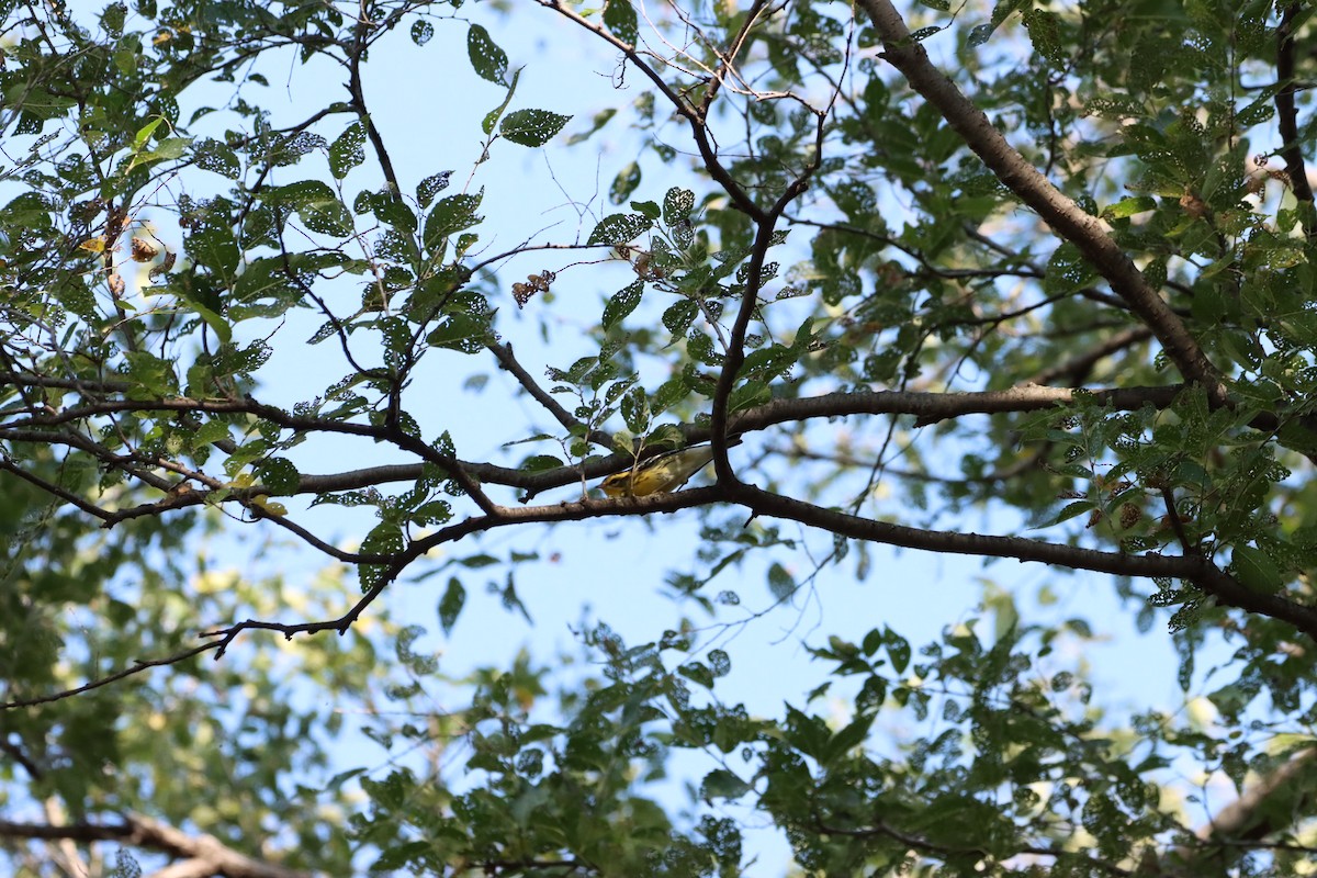 Blackburnian Warbler - ML609568243