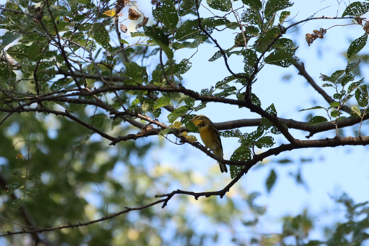 Blackburnian Warbler - ML609568244