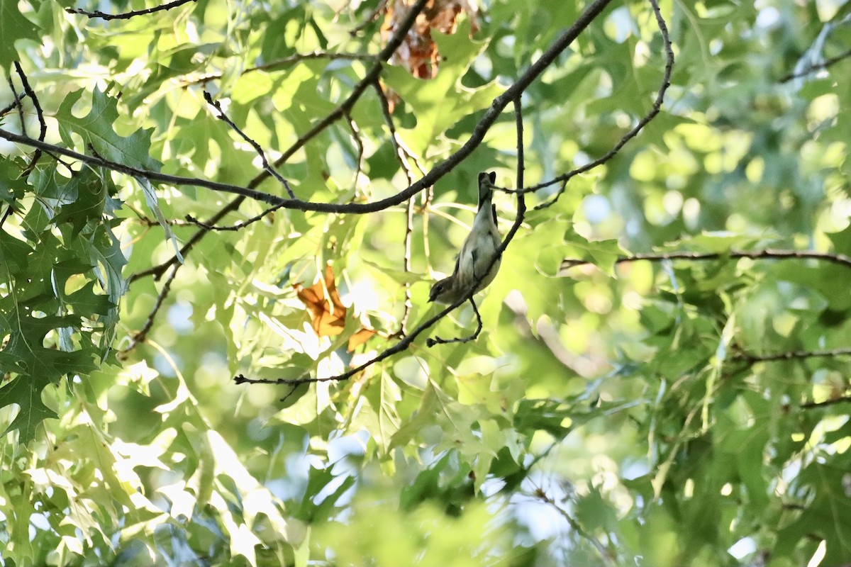 Yellow-rumped Warbler - ML609568258