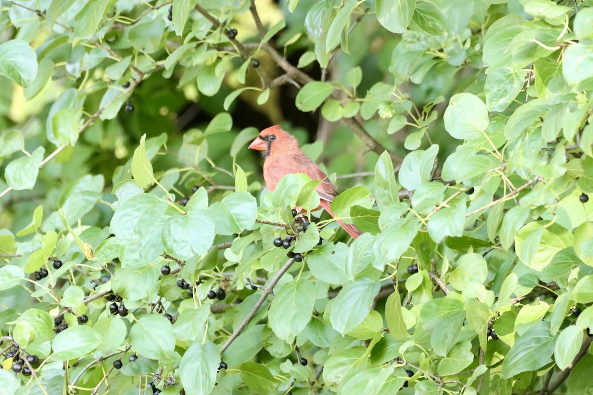 Northern Cardinal - ML609568260