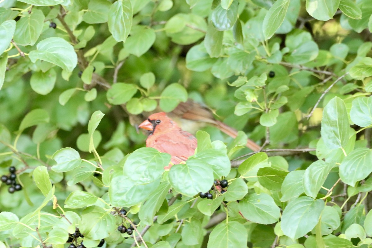 Northern Cardinal - ML609568261