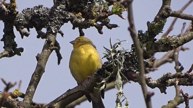 Grassland Yellow-Finch - ML609568300