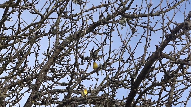 Grassland Yellow-Finch - ML609568301