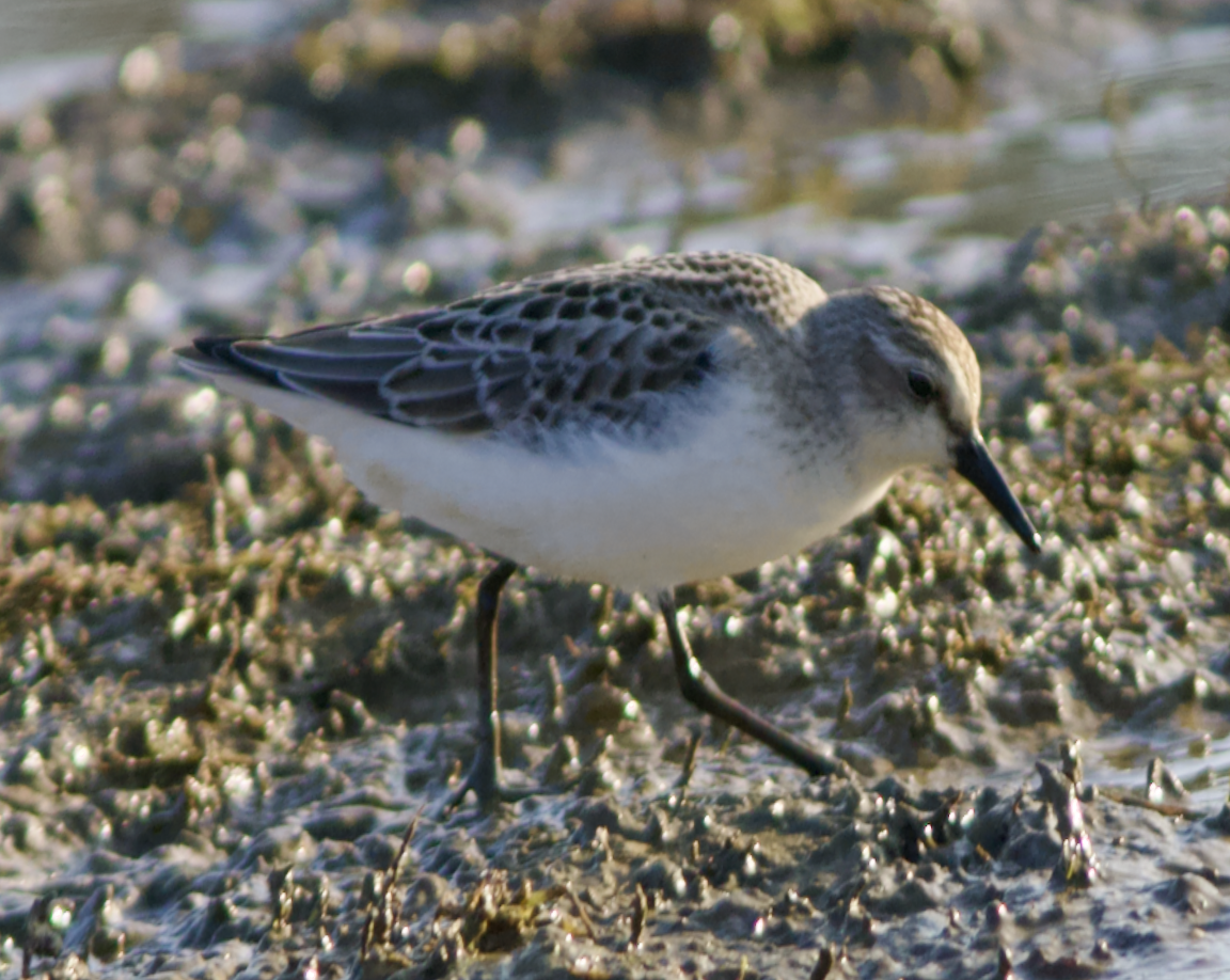 White-rumped Sandpiper - ML609568302