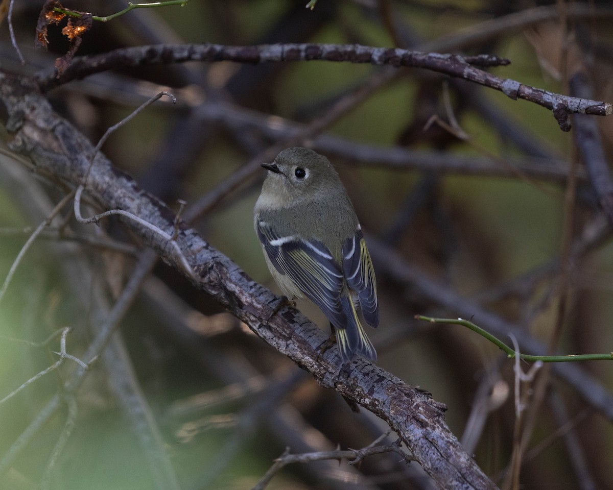 Ruby-crowned Kinglet - ML609568308