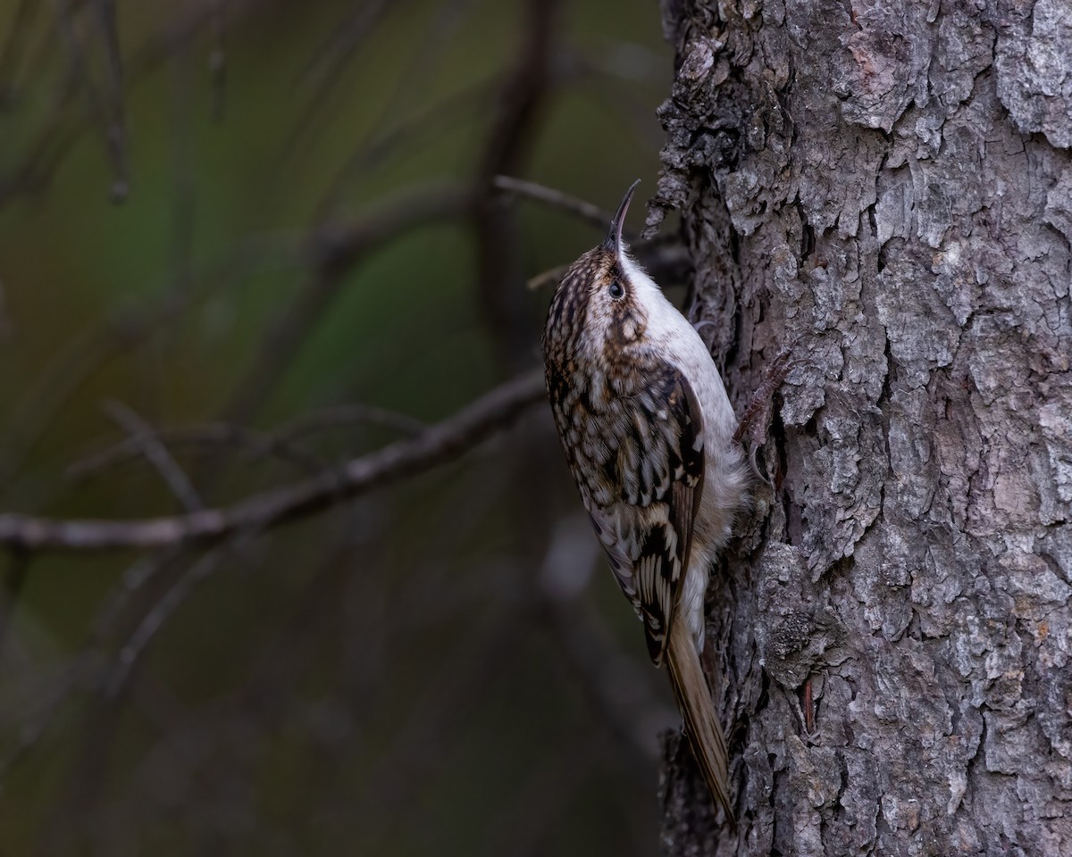 Brown Creeper - Bob Bowhay