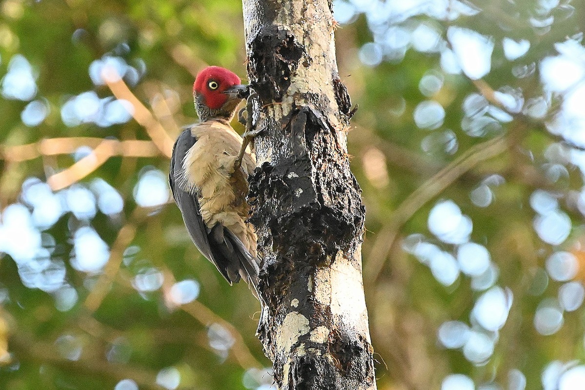 Ashy Woodpecker - ML609568452