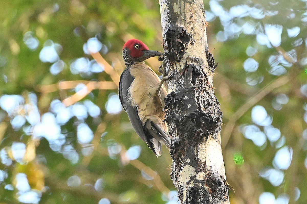 Ashy Woodpecker - ML609568460