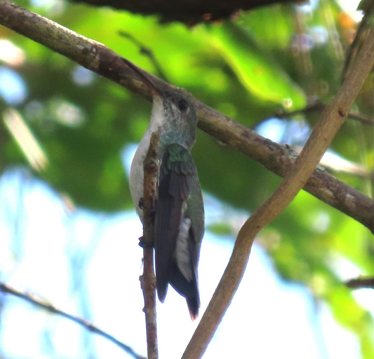 Mangrove Hummingbird - ML609568651