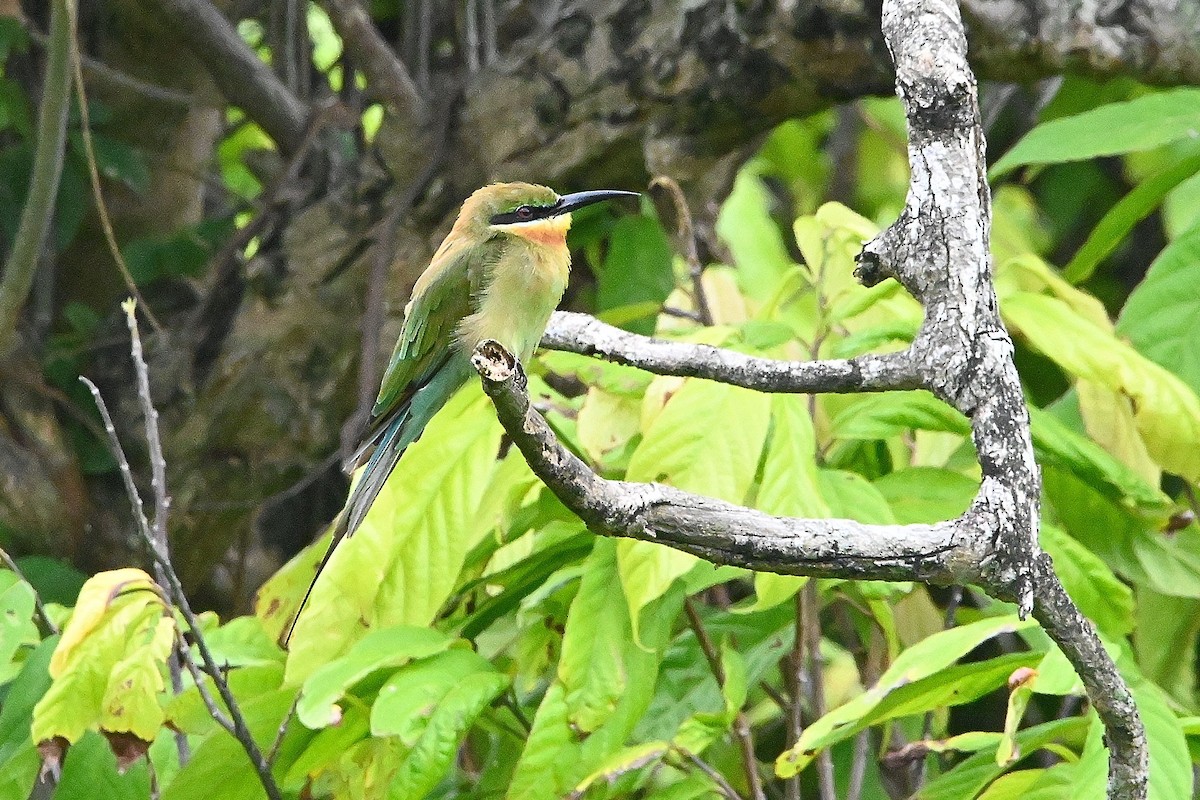 Blue-tailed Bee-eater - ML609568678