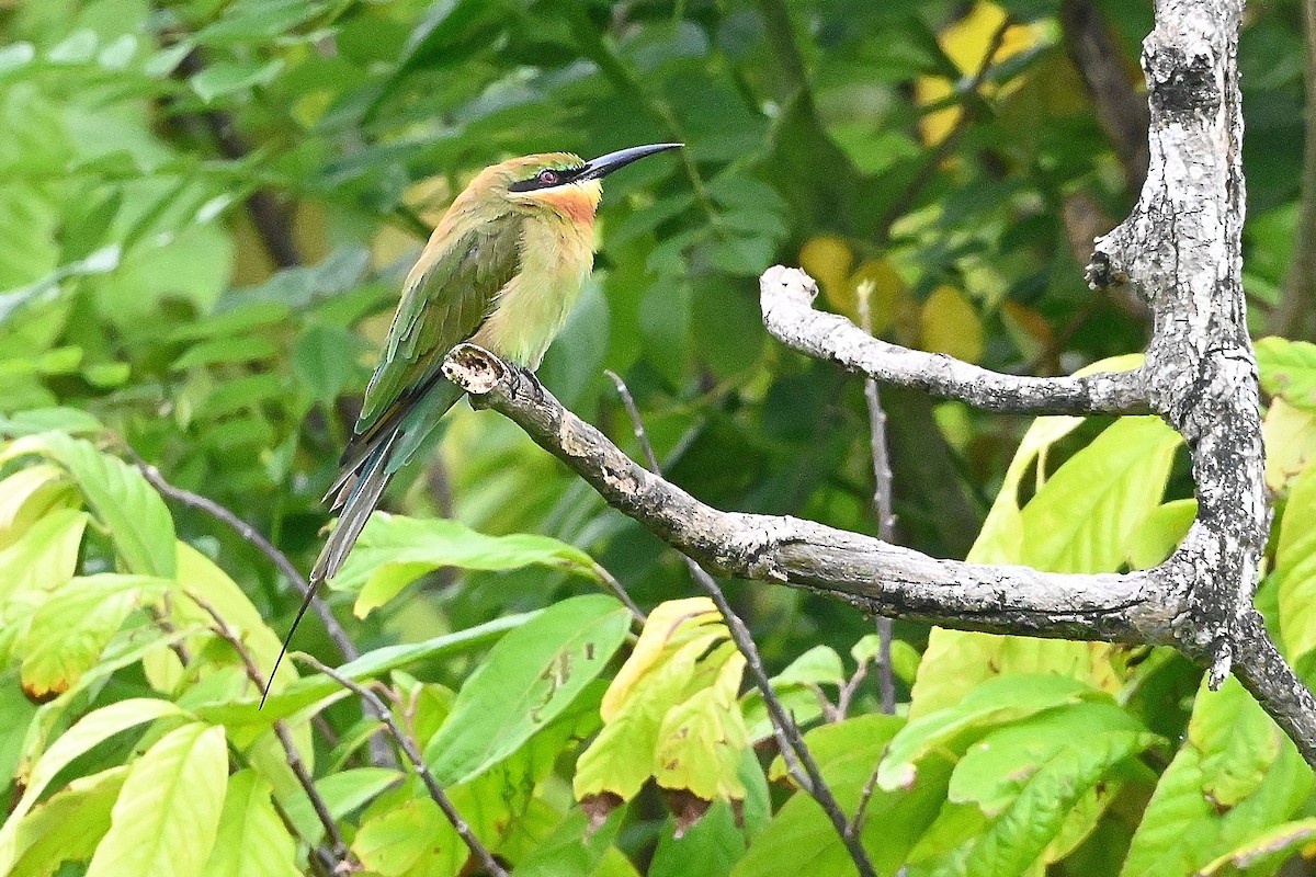 Blue-tailed Bee-eater - ML609568681