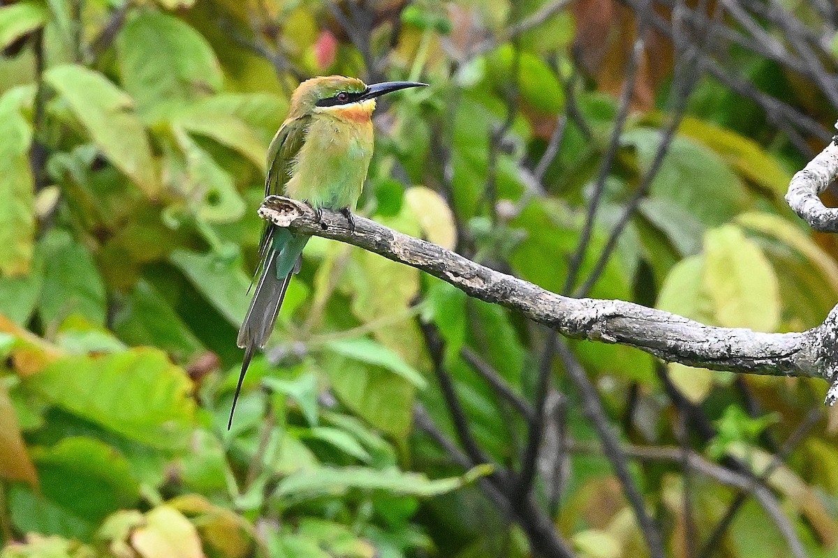 Blue-tailed Bee-eater - Alvaro Rodríguez Pomares