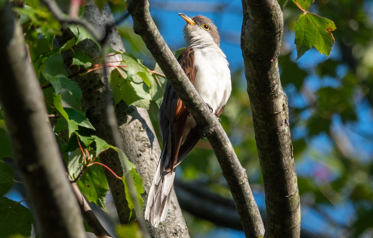 Yellow-billed Cuckoo - Gale VerHague