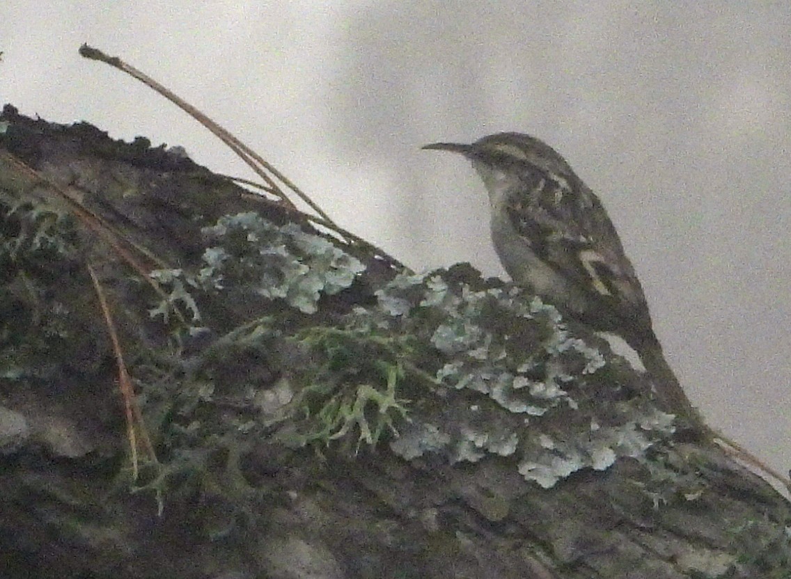 Eurasian/Short-toed Treecreeper - ML609568836