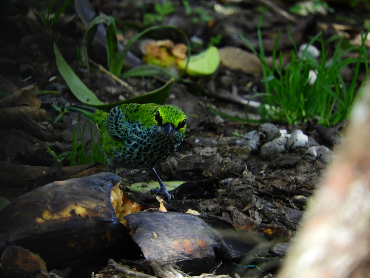Speckled Tanager - ML609568937