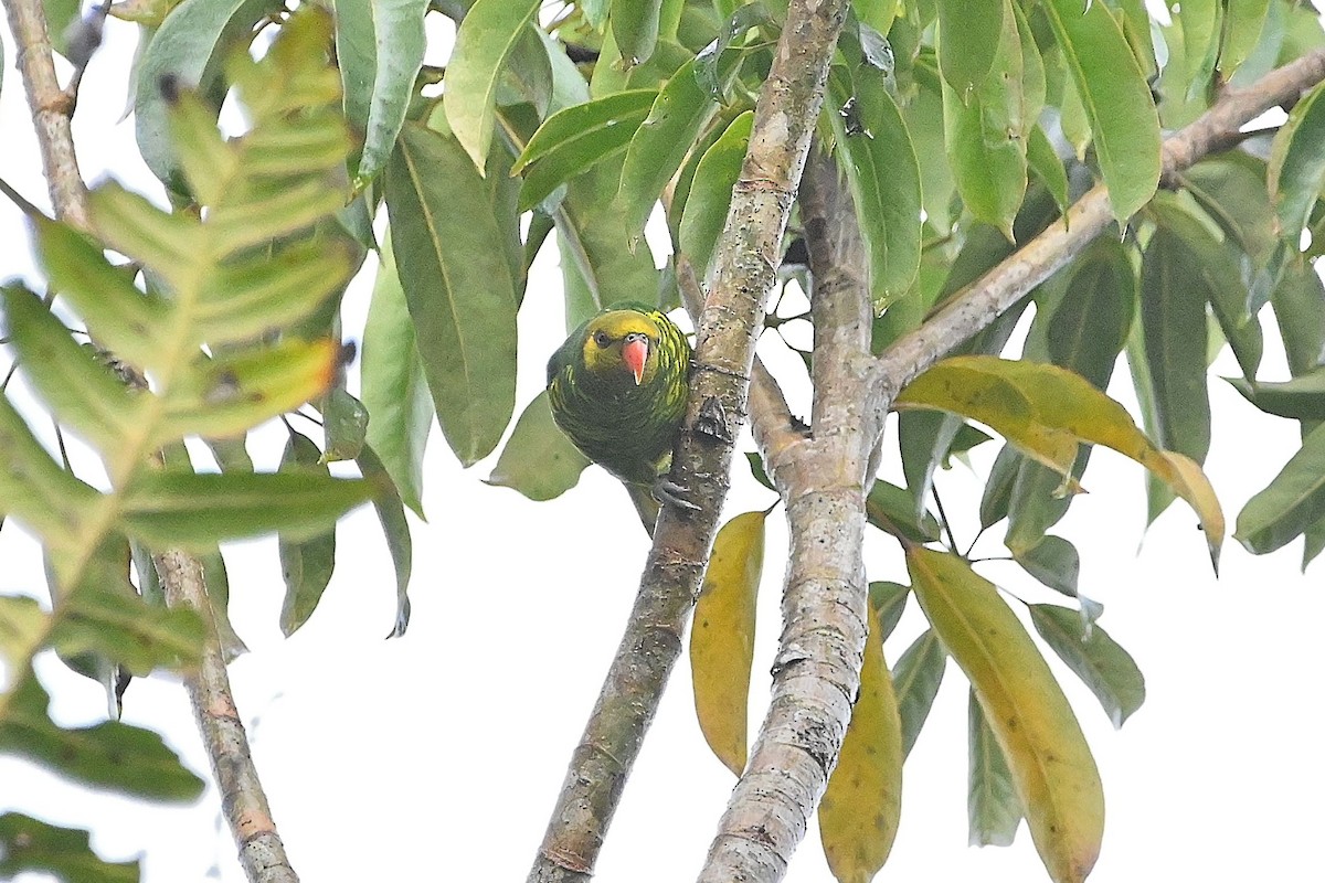 Yellow-cheeked Lorikeet - Alvaro Rodríguez Pomares