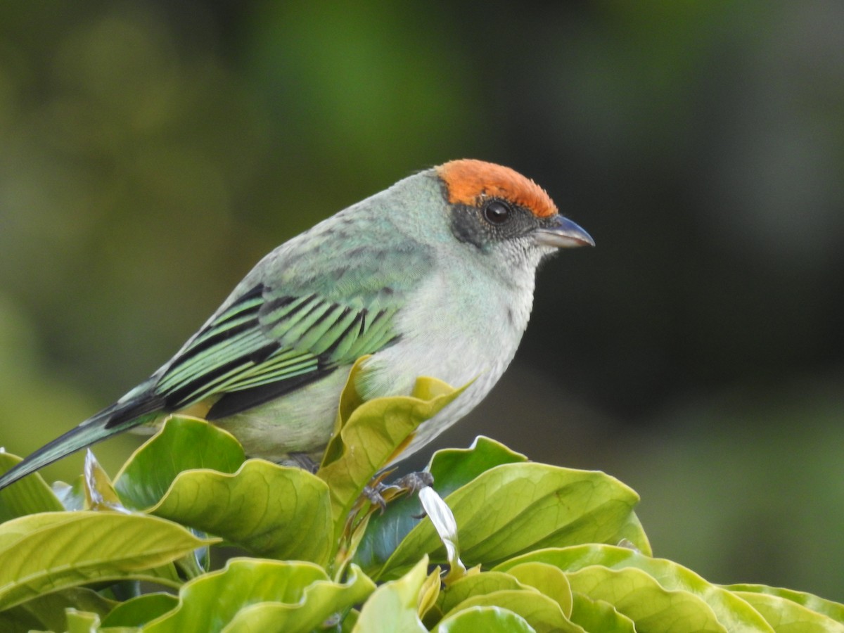 Scrub Tanager - ML609568959