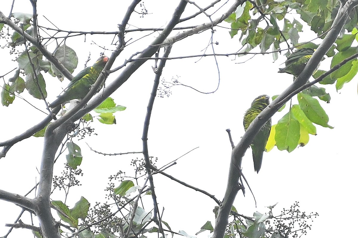 Yellow-cheeked Lorikeet - ML609568965