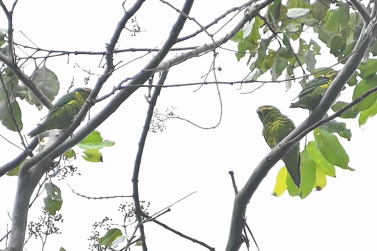 Yellow-cheeked Lorikeet - ML609568966