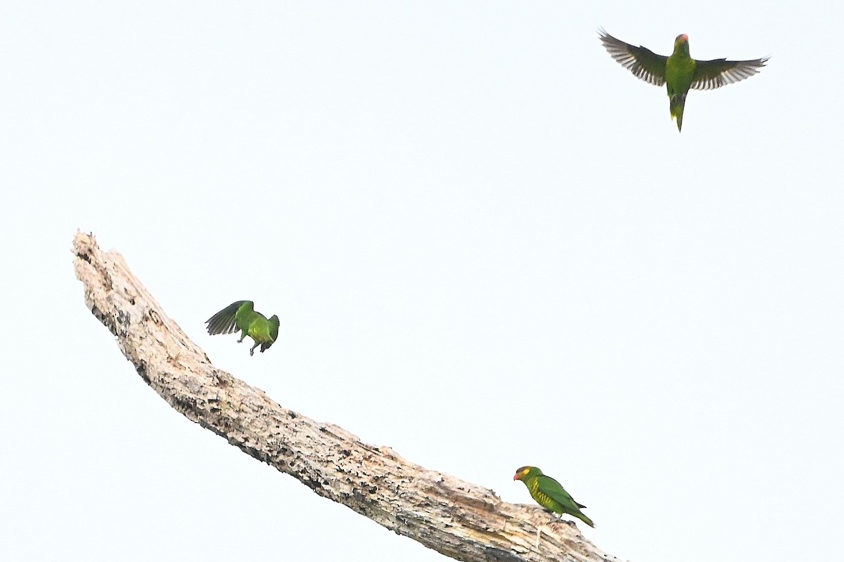 Yellow-cheeked Lorikeet - ML609568970