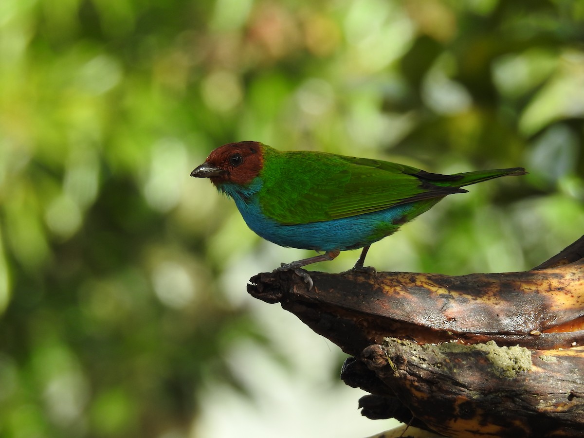 Bay-headed Tanager - ML609568973