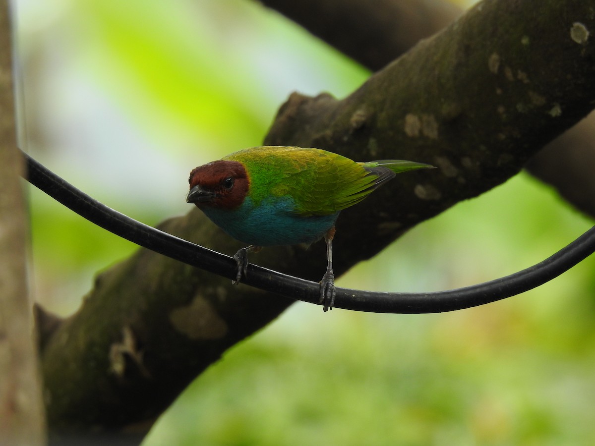 Bay-headed Tanager - ML609568974