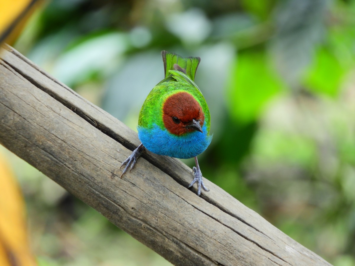 Bay-headed Tanager - ML609568975