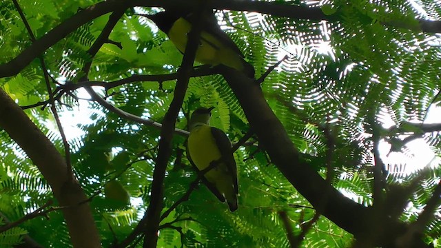 Purple-rumped Sunbird - ML609569030