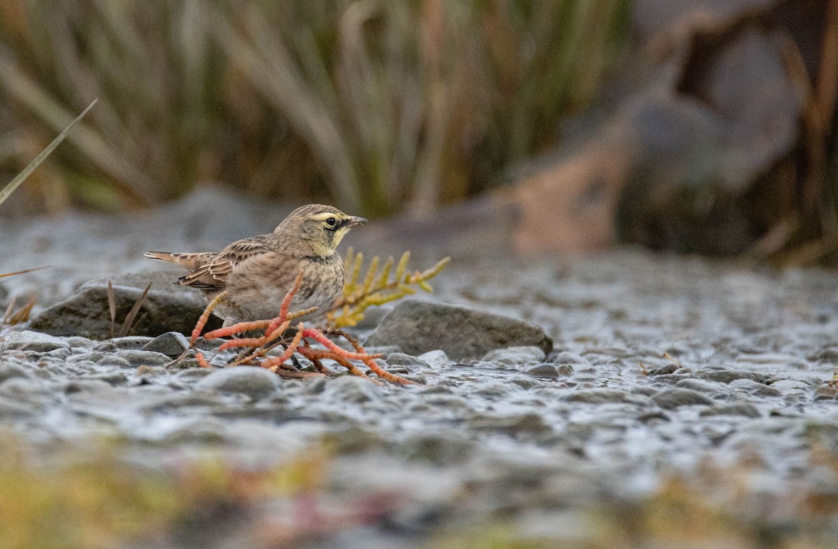 Horned Lark - ML609569033