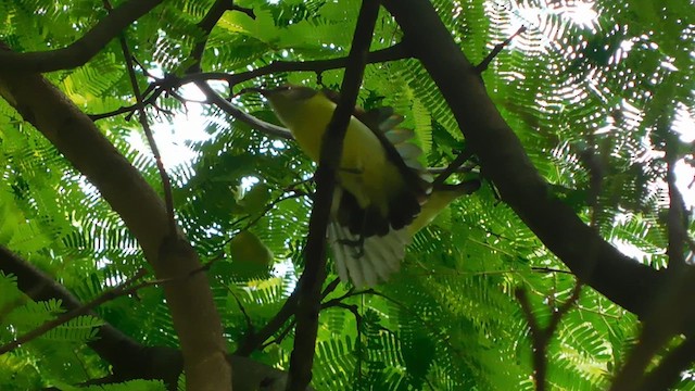 Purple-rumped Sunbird - ML609569036