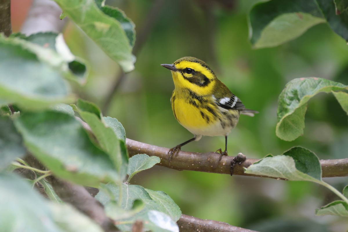 Townsend's Warbler - ML609569085