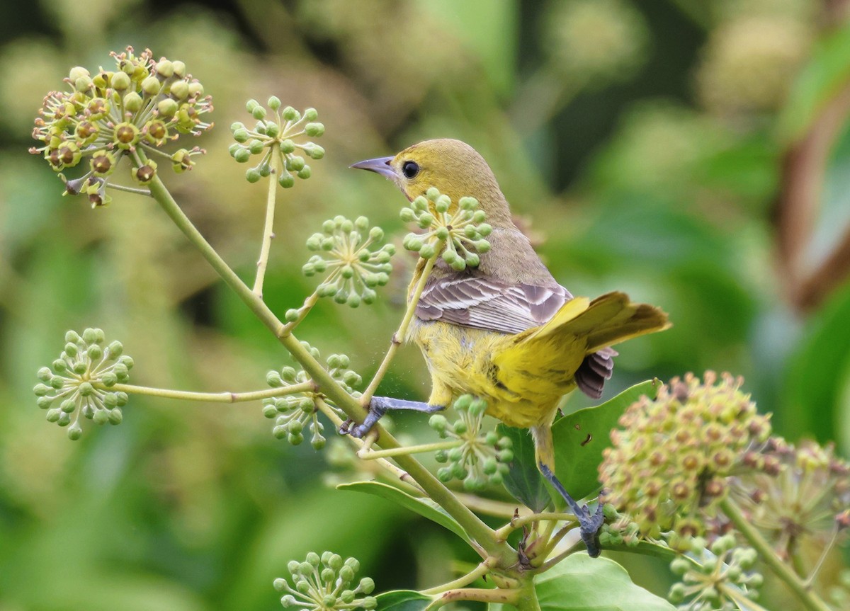 Orchard Oriole - ML609569125