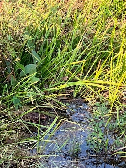 Marsh Wren - ML609569154