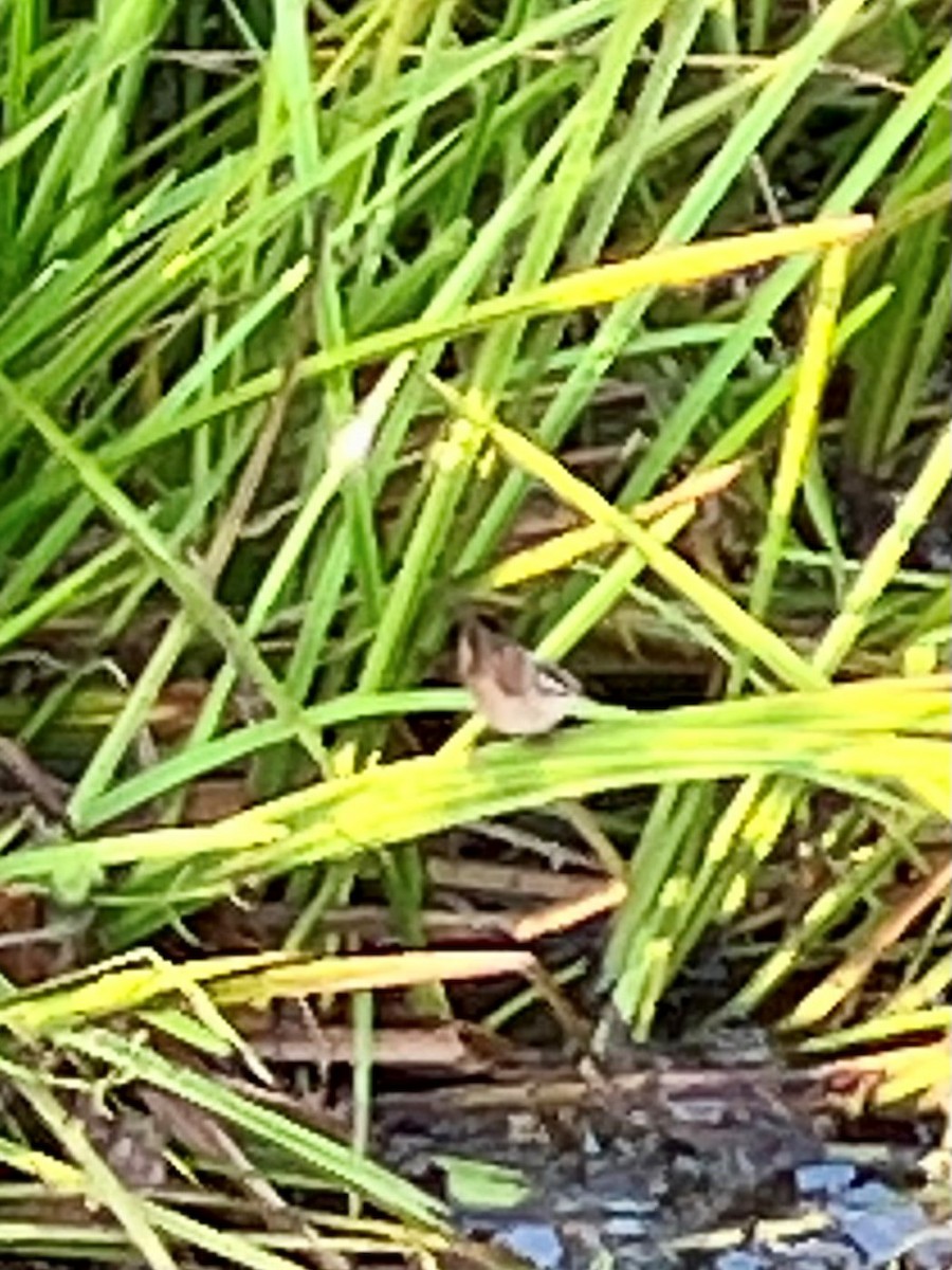 Marsh Wren - ML609569155