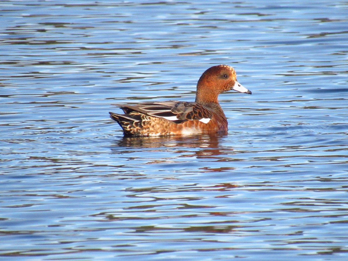 Eurasian Wigeon - ML609569222