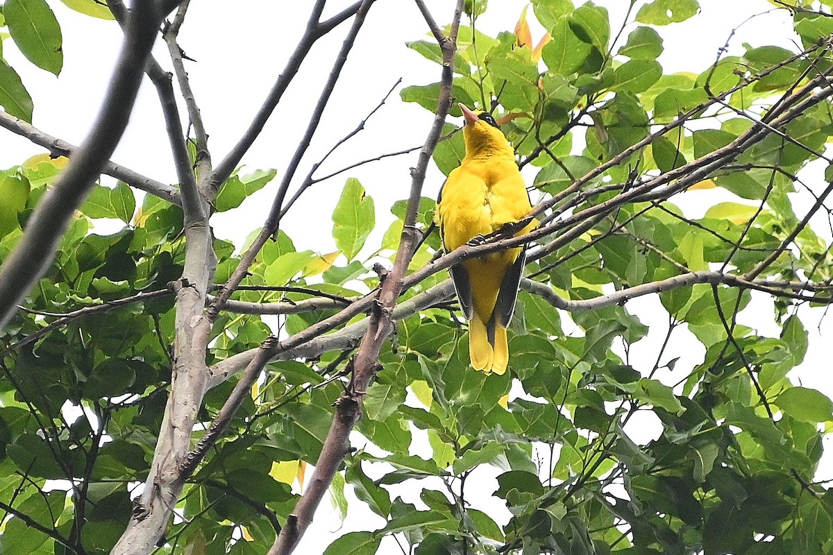 Black-naped Oriole (Sulawesi) - ML609569286