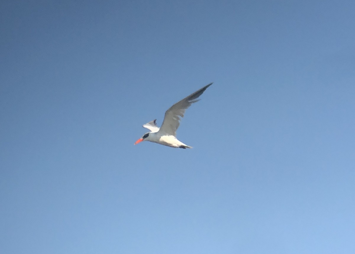 Caspian Tern - Jack Wilcox