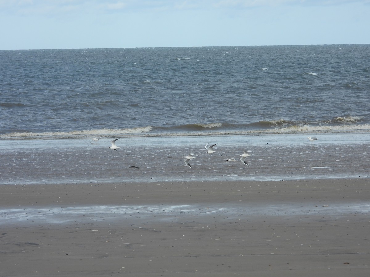 Black-headed Gull - christopher stuart elmer