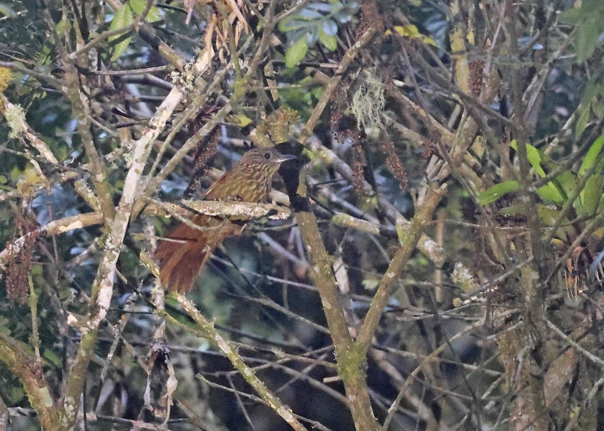 Rufous-backed Treehunter - Brendan Ryan