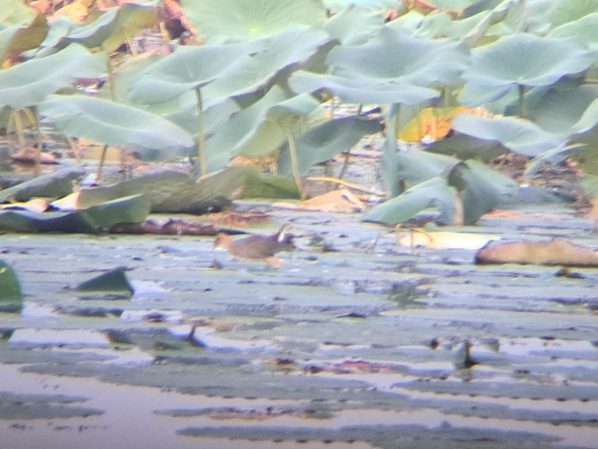 Purple Gallinule - ML609569426