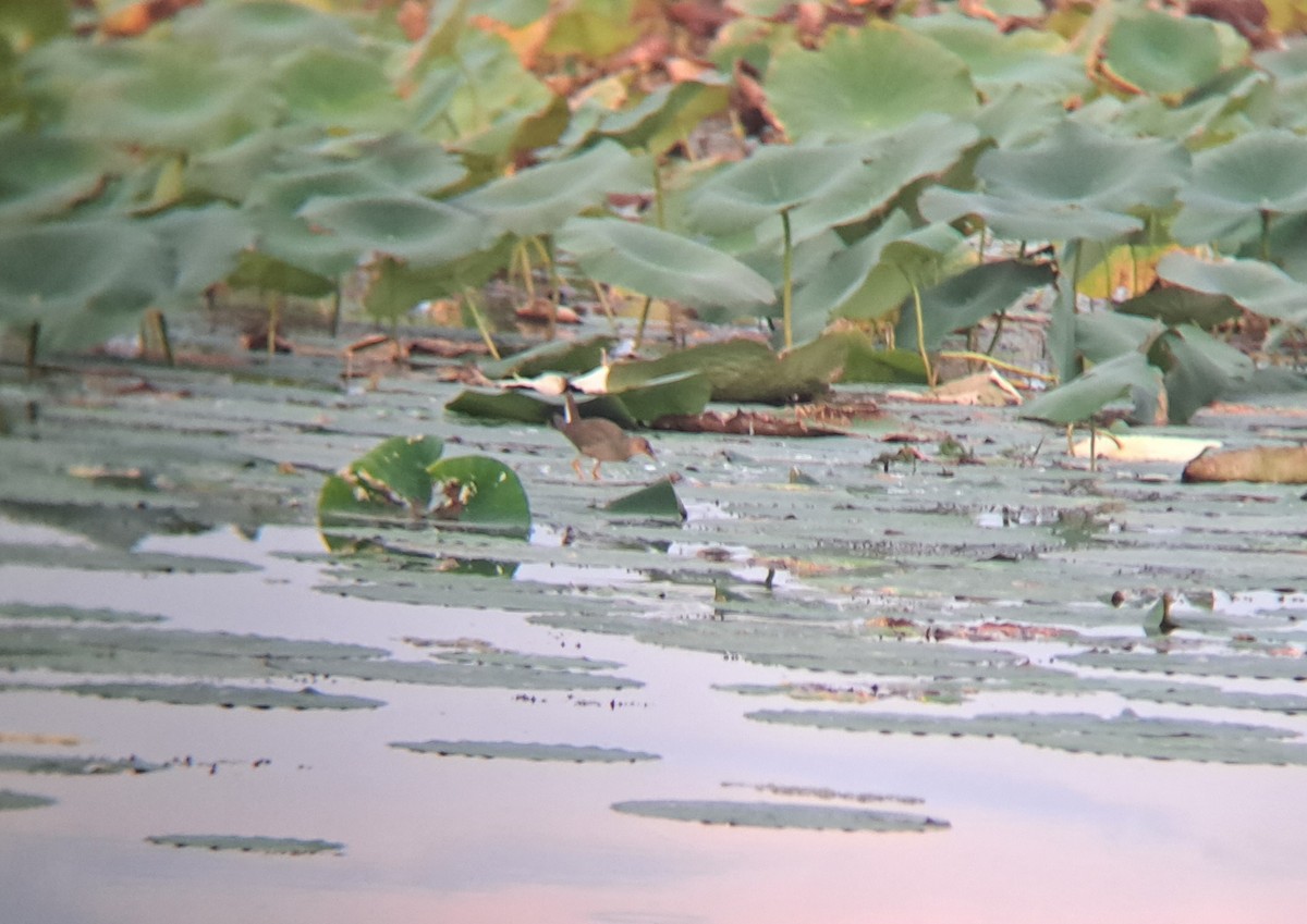 Purple Gallinule - ML609569437