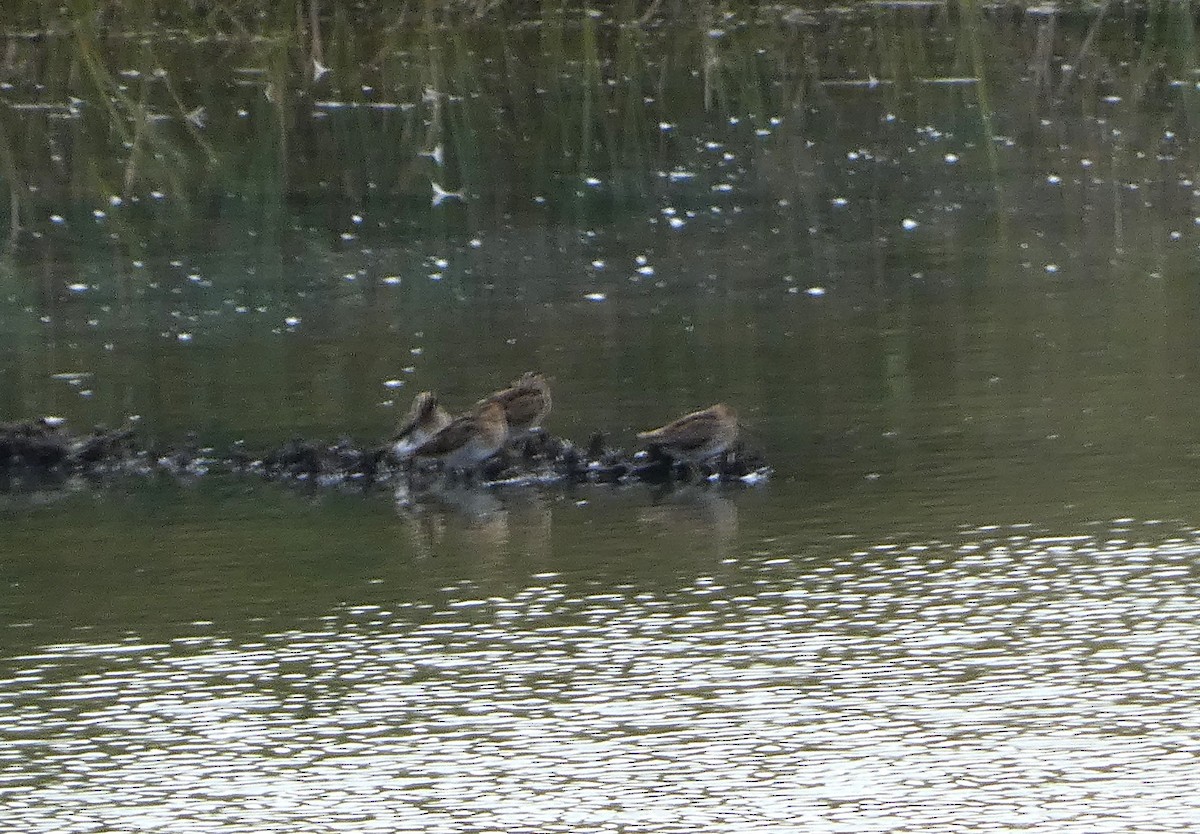 Common Snipe - ML609569450