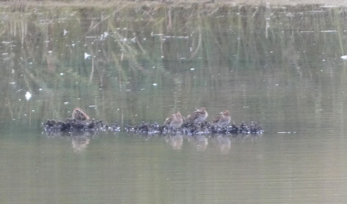 Common Snipe - ML609569451