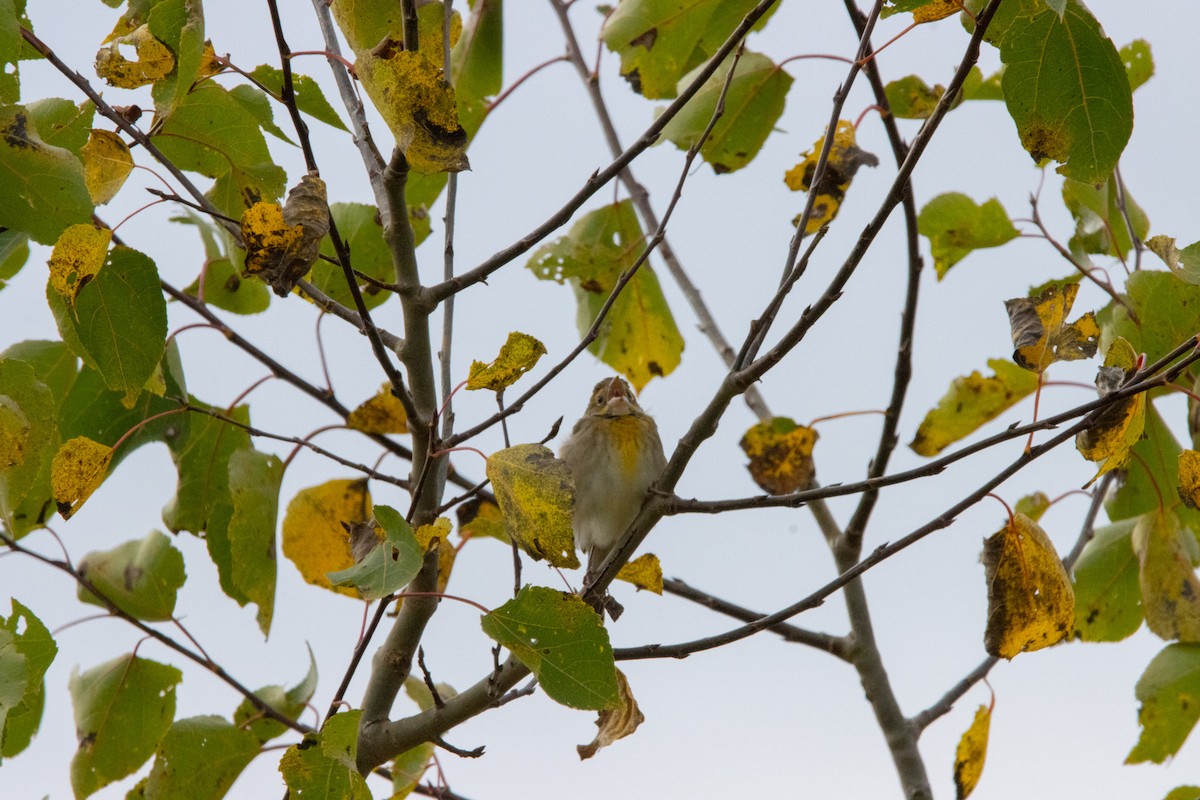 Dickcissel - ML609569455
